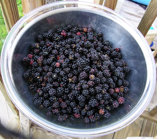 Freshly Picked Wild Blackberries